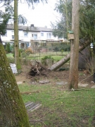 Baum faellt 1