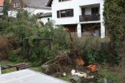 Baum faellt 2